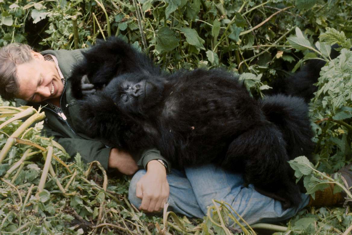 Attenborough's gorilla encounter nearly lost as Rwandan police seized film — image 6
