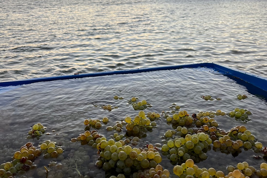 2022 LAS Vino Marea Vermentino: a wine made from grapes soaked in seawater