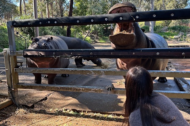 Meeting the hippos at Taronga Western Plains Zoo.