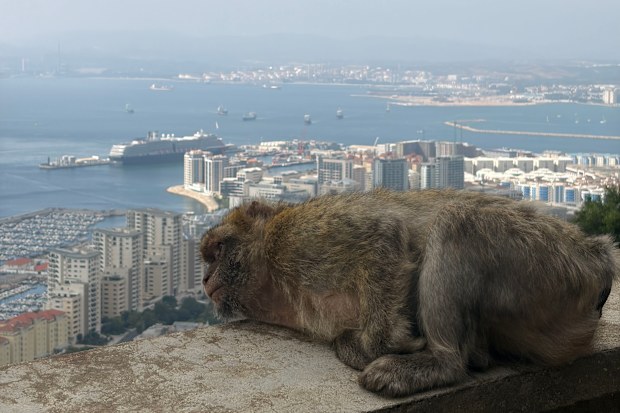 About 300 monkeys call the Rock of Gibraltar home.