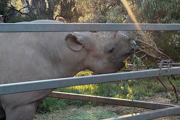 A rhino during an exclusive Zoofari tour at Taronga Western Plains Zoo.
