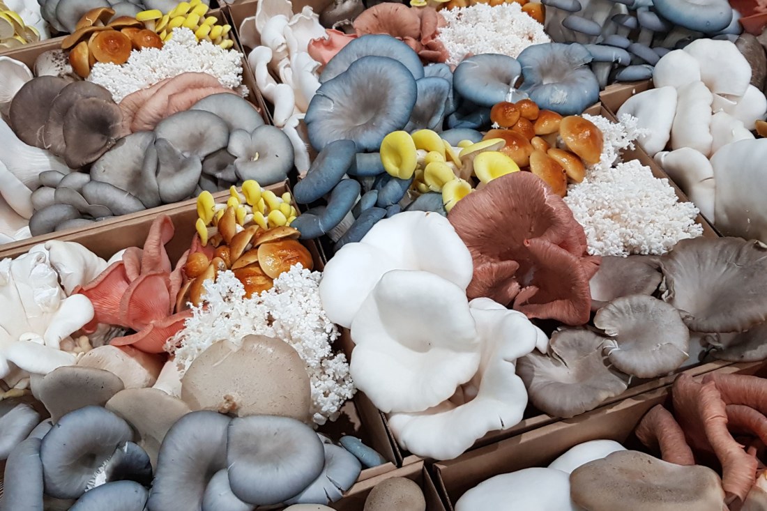 Why Australia’s chefs are going wild for exotic mushrooms