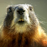 A wild marmot
