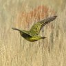 FMG confirms population of elusive night parrot at WA iron ore mine
