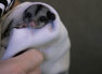 A sugar glider being cared for by Wildlife Victoria chief executive Lisa Palma.