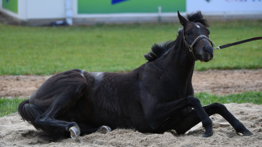 Rv Introduces Safety Initiatives To Boost Horse Welfare