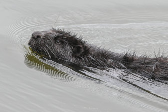 As the Arctic tundra has thawed, beavers have headed north and built dams, flooding ecosystems. 