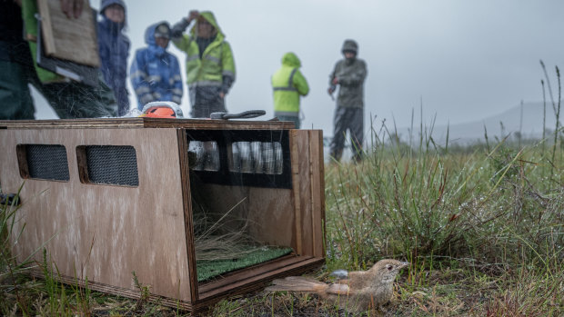 An eastern bristlebird is released from its travelling box into the fresh air at Wilsons Prom. 