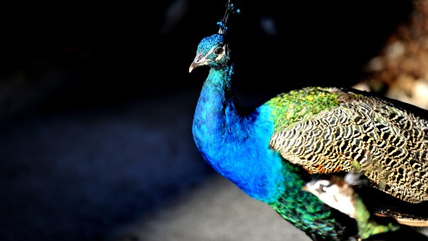 Feral peacocks have become an issue for one Brisbane suburb.