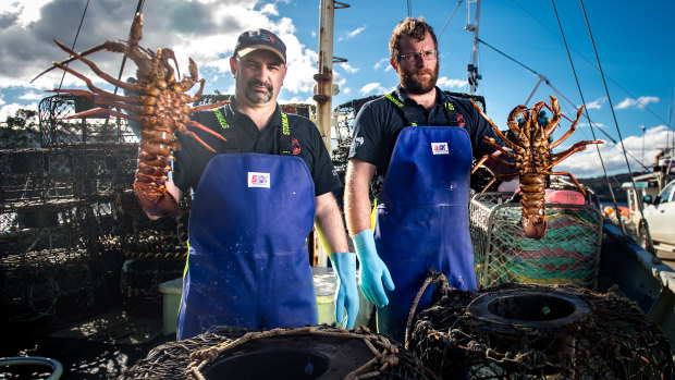 Taylor, left, happily admits to loving his job, but the overheads are huge and when his pots start coming up empty – or are full of lobster killed or disfigured by octopus – it's not a lot of fun.