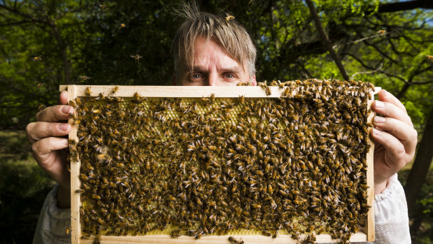 Eric Davies is a Canberra apiarist who collects swarms of bees from homes around Canberra.