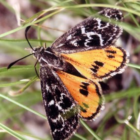 Female Golden Sun Moth (Synemon plana), one of Australias critically endangered diurnal moths