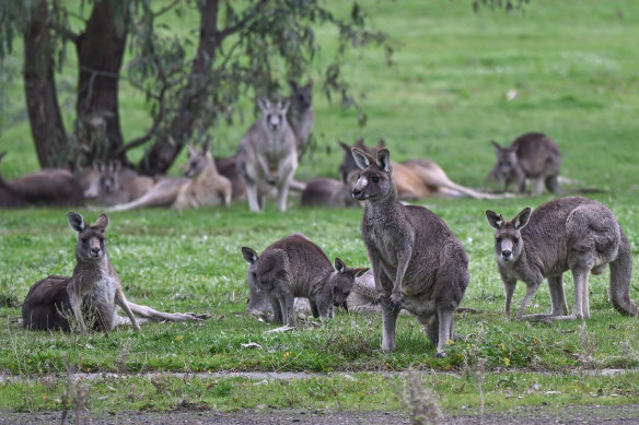 This mob of eastern grey kangaroos was being progressively fenced off from the future Commonwealth Games village in Bendigo.