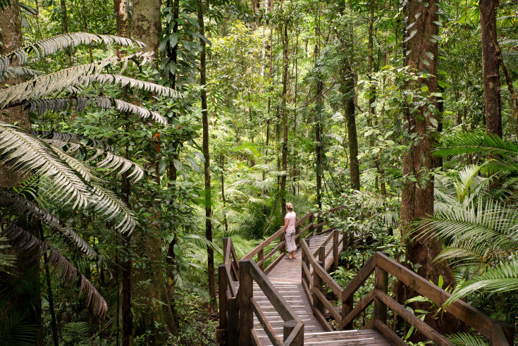 What to do in the  Rainforest: Five Highlights You Can't Miss - 2020