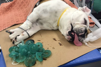 Mortimer rests while sedated on an operating room table after 19 pacifiers were removed from his stomach.