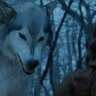 Australian DNA detectives reveal secrets of Game of Thrones wolves