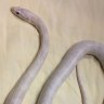 Exotic snakes smuggled into Queensland ‘pose risk to human life’