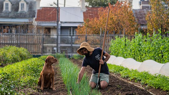 Tending to the vegetable garden at Camperdown Commons, Sydney. 