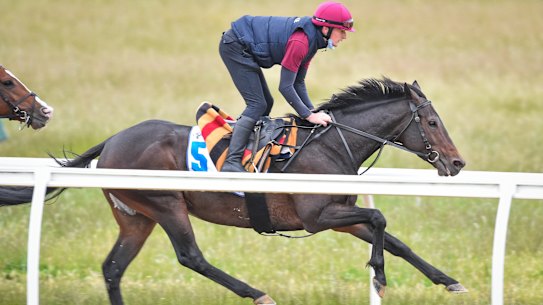 Tiger Moth at work at Werribee on Sunday.