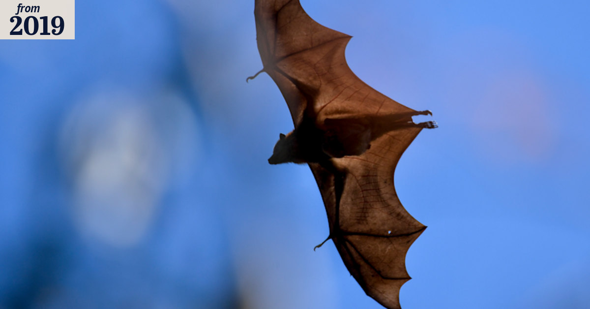 Fruit bats likely culprits of Queensland power mystery