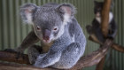 Koalas at Featherdale Wildlife Park. 