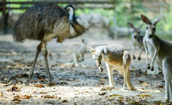 The emu and the kangaroo can’t move backwards. Hence their place on Australia’s coat of arms.