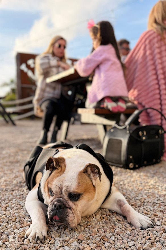 The Rusty Gurnard’s courtyard is popular with customers on two and four legs.