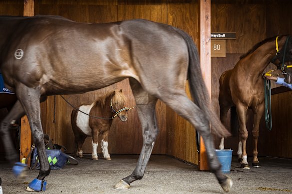  ‘Pony’ in the stalls at the 2026 Caulfield Cup, Caulfield.