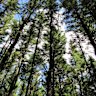 This Sept. 26, 2016 photo shows the sky through a stand of evergreen trees on a trail in the southern unit of the Kettle Moraine State Forest in Wisconsin. The Kettle Moraine is a geological formation created thousands of years ago by the movement of glaciers. Today visitors can follow the Kettle Moraine Scenic Drive through rural farming areas and rustic woodlands, and hike a variety of trails to experience landscapes that range from prairie to wetlands to forests. (AP Photo/Beth J. Harpaz)