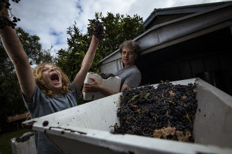 Squishy fun: Alexi Sideris, 10, helps his father Laki Sideris crush grapes for the Thornbury family’s 2021 batch of home- made wine. 