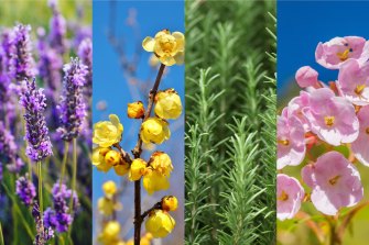 Lavender, winter sweet, rosemary and Luculia all produce lovely aromas for winter.