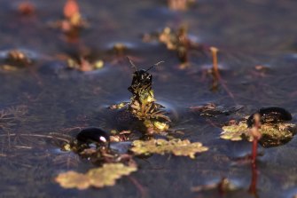 Bugs, fish and frogs also benefit from the increased water in the wetlands.