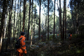 SES searching in dense forest for William Callaghan on Tuesday morning.