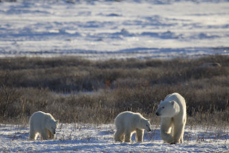 The number of polar bears spotted in Alaska has dwindled over the years. 