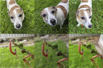 Photos of backyard critters taken with the main camera. iPhone on left, Pixel centre, Galaxy right. These were all taken on auto, and you can see the Pixel is skewing a bit darker.