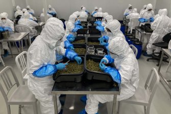 Bedouin women in full protective suits do the final trim and quality check of marijuana buds under sterile conditions at Intercure in Nir Oz.