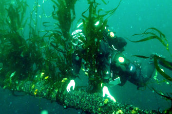 One of the last patches of giant kelp in Fortescue Bay on the east coast of Tasmania. Giant kelp is one of the fastest growing organisms on the planet, giving it unique potential to rapidly take up carbon during photosynthesis. 