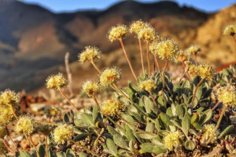 A photo provided by the Centre for Biological Diversity, shows the rare desert wildflower Tiehm's buckwheat in the Silver Peak Range south-east of Reno, Nevada. 