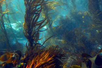 One of the last patches of giant kelp in Fortescue Bay. The kelp is one of the fastest-growing organisms on the planet, giving it unique potential to rapidly take up carbon during photosynthesis.