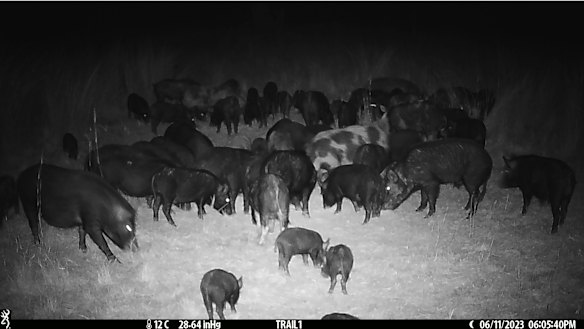 Feral pigs caught on camera at Laurie Chaffey’s property near Tamworth.