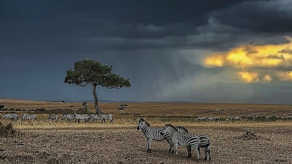 The lungs of early humans may have been irritated by the high levels of pollen and particles of fecal matter produced by the savanna's vast herds of grazing animals.