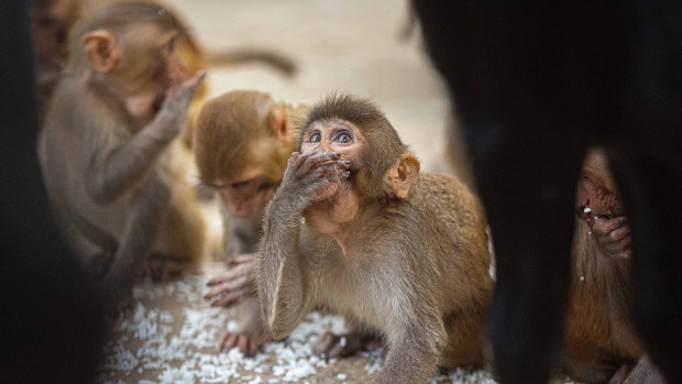 Monkeys eat puffed rice near a Hindu temple during nationwide lockdown in Gauhati, India. A troop of monkeys in another state stole infected blood samples from a lab worker.