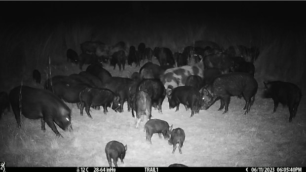 Feral pigs caught on camera at Laurie Chaffey’s property near Tamworth.