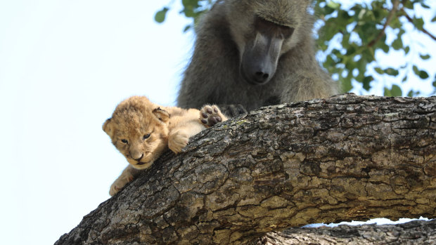 A male baboon preens a lion cub in a tree in the Kruger National Park as if it were his own.