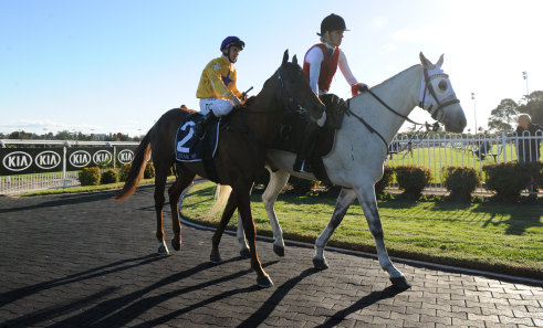 Well travelled: Wolfe will look to extend his good record at Randwick on Saturday .
