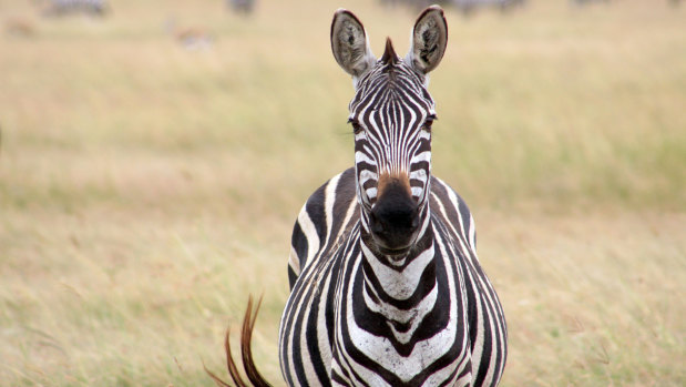 No bites here: zebras have been found to have superior fly-avoidance mechanisms.