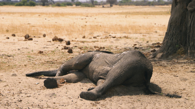 A  dead elephant lays in the Hwange National Park, Zimbabwe. At least 200 elephants have died amid a severe drought, authorities said last month.