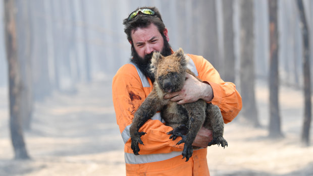 Adelaide wildlife rescuer Simon Adamczyk with a koala near Cape Borda on Tuesday. 