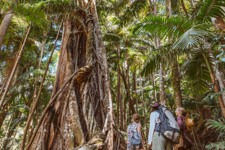 Take a bushwalk through the Gondwana World Heritage-listed rainforest