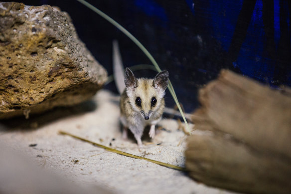 A fat-tailed dunnart at Werribee Zoo.